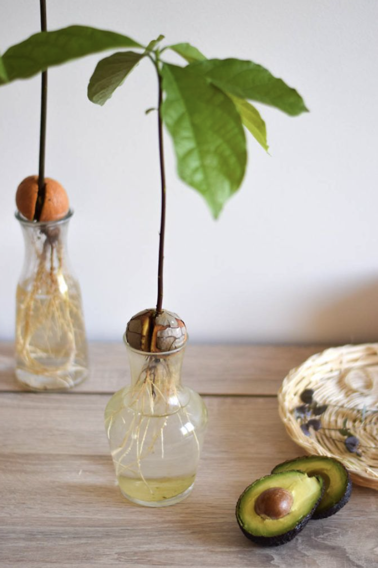 Faire pousser un avocat à partir d&rsquo;un noyau ?